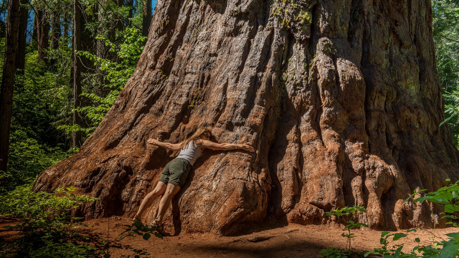 Woman embracing a giant sequoia tree